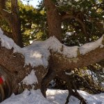 Rami di pino cembro piegati verso l'alto